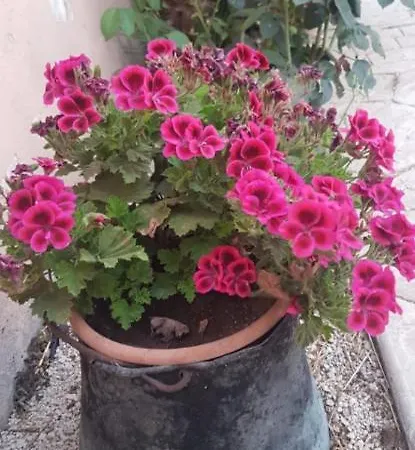 Affittacamere La Dimora Di Nonno Nuccio